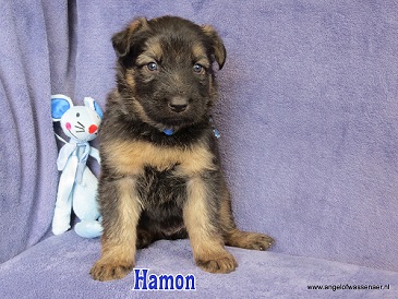 Hamon, grauwe Oudduitse Herder reu van 4 weken oud